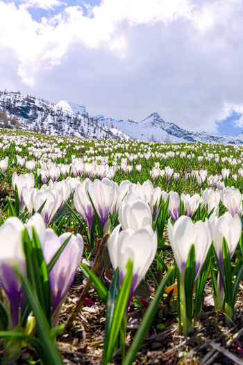 View of white and purple crocuses blooming in a mountain meadow with snow capped peaks under a cloudy sky in Madesimo Lombardy Italy. View of white and purple crocuses blooming in a mountain meadow with snow capped peaks under a cloudy sky in Madesimo Lombardy Italy.