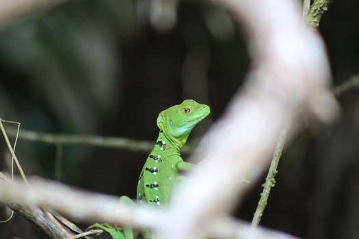 View of a strikingly vibrant green basilisk lizard with its distinctive crest and black markings perched amidst blurred branches Roxana Limón Province Costa Rica. View of a strikingly vibrant green basilisk lizard with its distinctive crest and black markings perched amidst blurred branches Roxana Limón Province Costa Rica.