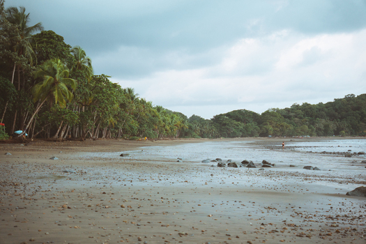 View of a tropical beach with dark sand scattered rocks and lush palm trees under a cloudy sky in Costa Rica.