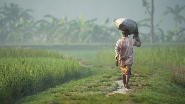 View of a man carrying a sack through green fields in Bangladesh. View of a man carrying a sack through green fields in Bangladesh.