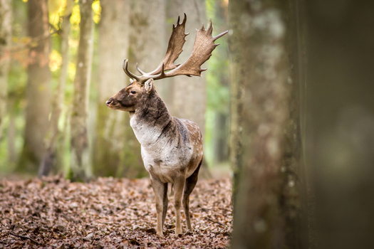 View of a majestic fallow deer buck with large antlers standing in a forest covered with autumn leaves in Debrzno Pomeranian Voivodeship Poland. View of a majestic fallow deer buck with large antlers standing in a forest covered with autumn leaves in Debrzno Pomeranian Voivodeship Poland.