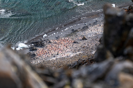 View of a large colony of Adelie penguins on the rocky beach of Paulet Island with ice chunks and sea water in Antarctica. View of a large colony of Adelie penguins on the rocky beach of Paulet Island with ice chunks and sea water in Antarctica.
