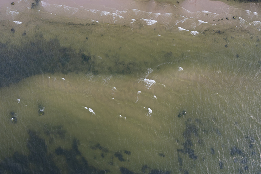 Aerial view of the Baltic Sea coast with shallow sandy waters dark seaweed patches and gentle waves breaking along the shoreline in Ontika Ida Viru County Estonia.