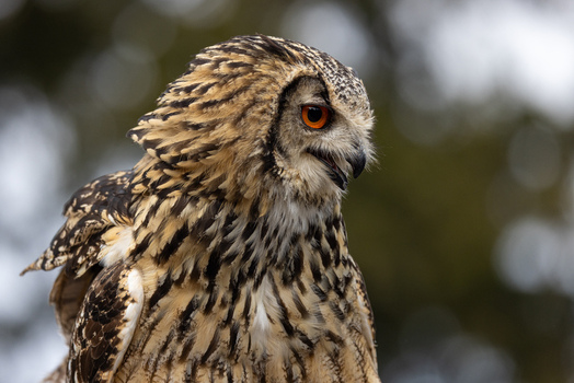 View of a close up profile of an eagle owl with striking orange eyes and detailed brown plumage against a blurred green background Selestat Grand Est France.