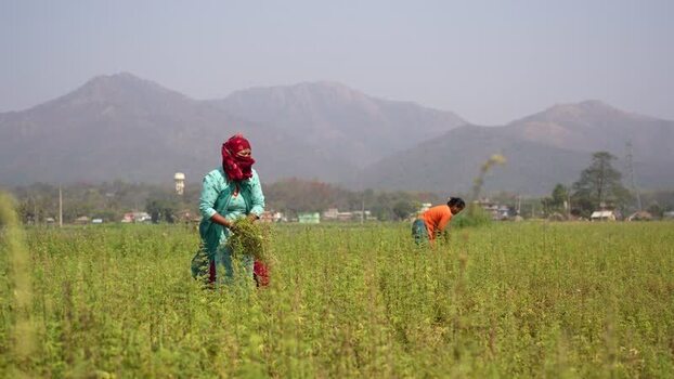 View of women working in a field with hills in Dang Nepal.
