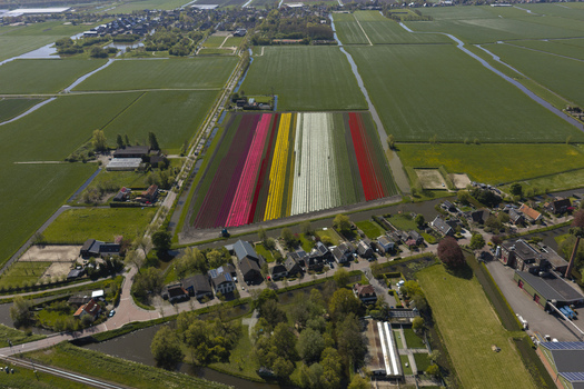 Aerial view of vibrant tulip fields in full bloom with colorful rows of red yellow and white flowers surrounded by lush green meadows canals and traditional rural houses in the Netherlands. Aerial view of vibrant tulip fields in full bloom with colorful rows of red yellow and white flowers surrounded by lush green meadows canals and traditional rural houses in the Netherlands.