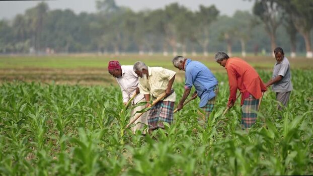 View of farmers working in a green field in Bogura Bangladesh. View of farmers working in a green field in Bogura Bangladesh.