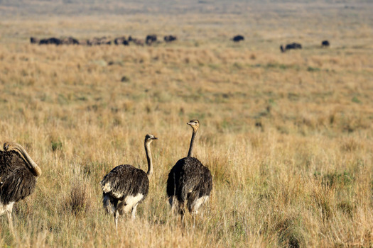 View of ostriches standing in the dry savanna grass with a herd of wildebeest grazing in the background Waterberg District Municipality Limpopo South Africa. View of ostriches standing in the dry savanna grass with a herd of wildebeest grazing in the background Waterberg District Municipality Limpopo South Africa.