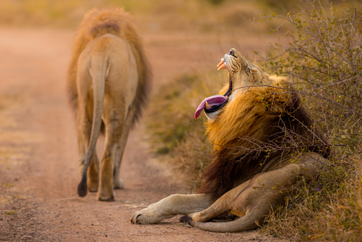 View of a male lion yawning with its mouth wide open while another lion walks along a dirt road in Kruger National Park in Kruger Park Mpumalanga South Africa.
