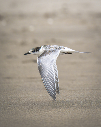 View of a white fronted tern in flight low over the sandy beach in Tauranga Bay of Plenty Region New Zealand.