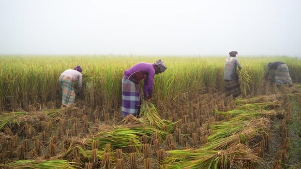 View of farmers harvesting rice in a foggy field Bangladesh. View of farmers harvesting rice in a foggy field Bangladesh.