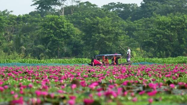 View of people in a boat on a pink water lily pond Bangladesh. View of people in a boat on a pink water lily pond Bangladesh.