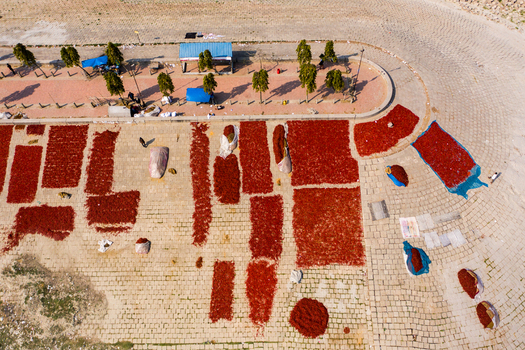Bogura Rajshahi Division Bangladesh 06 March 2022 Aerial view of red chilies drying on a paved ground with people working nearby in a sunny outdoor setting.