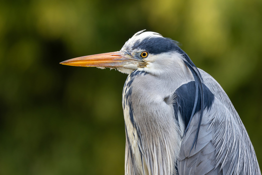 View of a grey heron with its sharp orange beak and detailed plumage against a soft green background in Mulhouse Grand Est France.