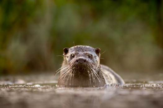 View of an otter swimming in the water with wet fur and prominent whiskers in a natural habitat in Debrzno Pomeranian Voivodeship Poland. View of an otter swimming in the water with wet fur and prominent whiskers in a natural habitat in Debrzno Pomeranian Voivodeship Poland.