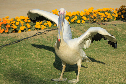 View of a white pelican with wings spread standing on a green lawn with yellow flowers in the background in Bahawalpur Punjab Pakistan. View of a white pelican with wings spread standing on a green lawn with yellow flowers in the background in Bahawalpur Punjab Pakistan.