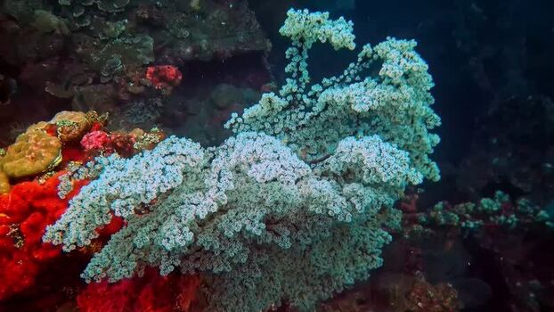 View of vibrant soft coral reef in the waters of Indonesia.