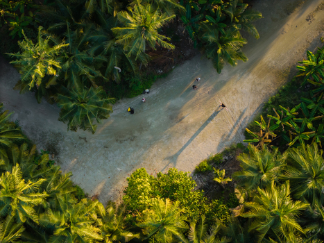 Aerial view of a sandy path cuts through the dense vibrant green canopy of palm trees casting long shadows on Kelaa Island Kelaa island Thiladhunmathi Atoll Maldives. Aerial view of a sandy path cuts through the dense vibrant green canopy of palm trees casting long shadows on Kelaa Island Kelaa island Thiladhunmathi Atoll Maldives.