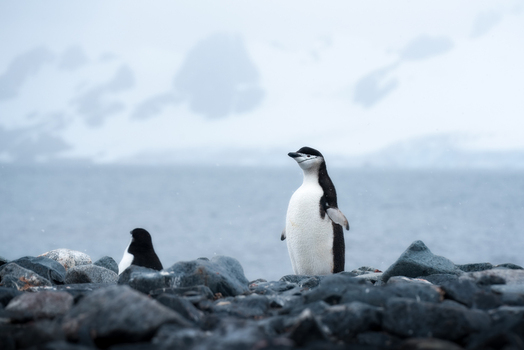 View of chinstrap penguins standing on a rocky beach with snowy mountains and icy water in the background Antarctica.