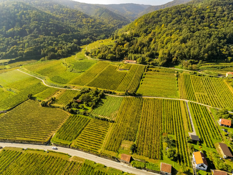 Aerial view of the Wachau valley featuring lush green vineyards rolling hills and small rural buildings in Krems District Lower Austria Austria. Aerial view of the Wachau valley featuring lush green vineyards rolling hills and small rural buildings in Krems District Lower Austria Austria.