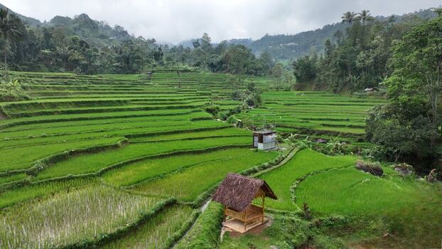 Aerial view of lush green terraced rice fields with a small wooden hut and forested hills under a cloudy sky in Pekalongan Regency Central Java Indonesia. Aerial view of lush green terraced rice fields with a small wooden hut and forested hills under a cloudy sky in Pekalongan Regency Central Java Indonesia.