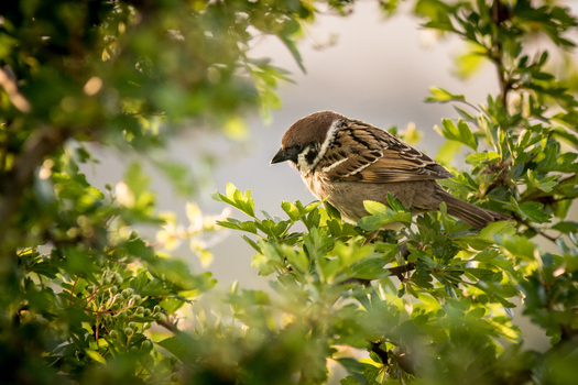 View of a sparrow perched among the green leaves of a bush in the soft golden light in Debrzno Pomeranian Voivodeship Poland.