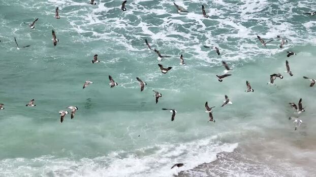 Aerial view of seagulls flying over ocean waves in Portugal. Aerial view of seagulls flying over ocean waves in Portugal.