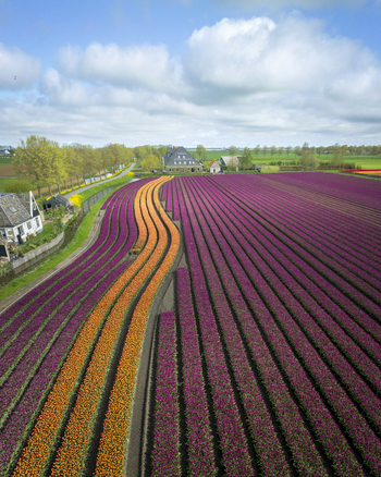 Aerial view of vibrant purple and orange tulip fields in curved rows near a traditional farmhouse under a cloudy sky Bobeldijk North Holland Netherlands. Aerial view of vibrant purple and orange tulip fields in curved rows near a traditional farmhouse under a cloudy sky Bobeldijk North Holland Netherlands.