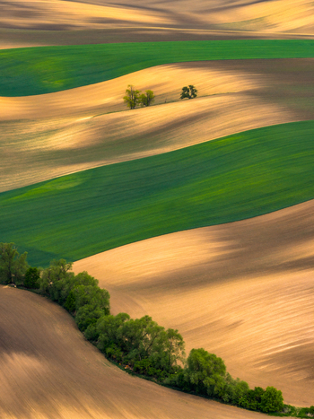 Aerial view of rolling agricultural fields with alternating green and brown soil patterns punctuated by lines of trees and soft shadows in Cejkovice South Moravian Region Czechia.