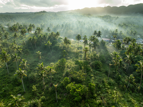 Aerial view of the lush coconut palm forest along the river in Siargao Philippines. Aerial view of the lush coconut palm forest along the river in Siargao Philippines.