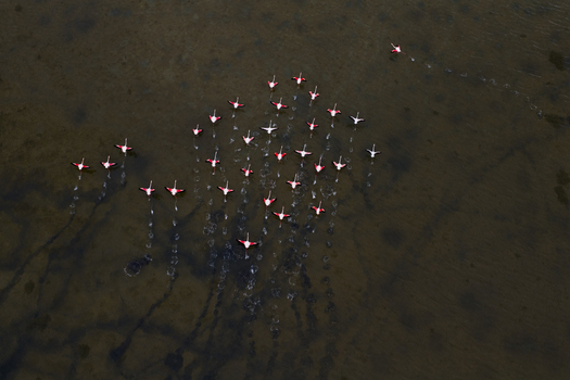 Aerial view of a flock of flamingos wading through the shallow dark waters their pink plumage a striking contrast against the earthy tones San Pedro del Pinatar Region of Murcia Spain. Aerial view of a flock of flamingos wading through the shallow dark waters their pink plumage a striking contrast against the earthy tones San Pedro del Pinatar Region of Murcia Spain.