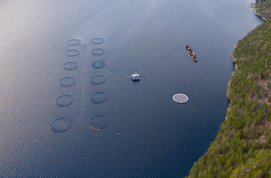 Aerial view of fish farm with circular pens and solar panel pen in a fjord with a golden eagle flying over the water near a forested coastline in Liabygda More og Romsdal Norway.