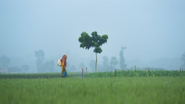 View of a woman walking through green fields in Bogura Bangladesh. View of a woman walking through green fields in Bogura Bangladesh.