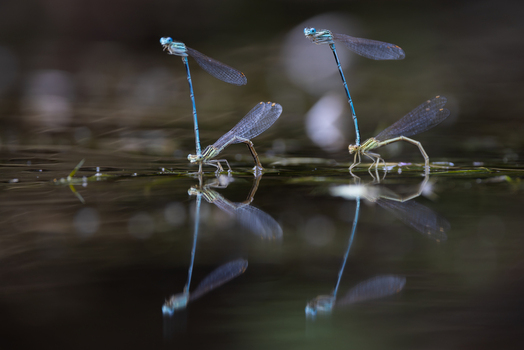 View of two pairs of blue damselflies mating on the dark water surface with clear reflections Wittenheim Grand Est France. View of two pairs of blue damselflies mating on the dark water surface with clear reflections Wittenheim Grand Est France.
