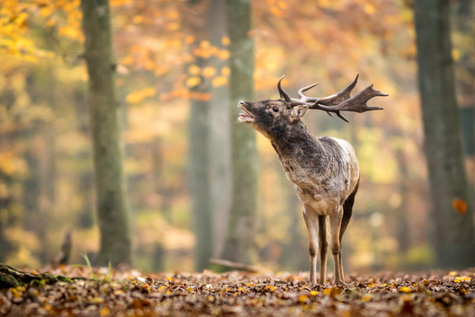 View of a fallow deer buck with large antlers calling out in an autumn forest with golden leaves on the ground in Debrzno Pomeranian Voivodeship Poland. View of a fallow deer buck with large antlers calling out in an autumn forest with golden leaves on the ground in Debrzno Pomeranian Voivodeship Poland.