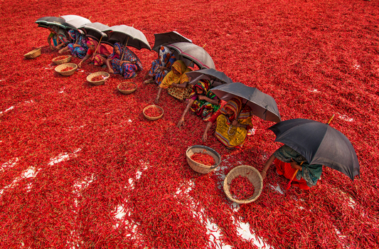 Bogura Bangladesh 13 March 2018 View of women in colorful saris sitting under black umbrellas while sorting red chili peppers spread across the ground in a large field. Bogura Bangladesh 13 March 2018 View of women in colorful saris sitting under black umbrellas while sorting red chili peppers spread across the ground in a large field.