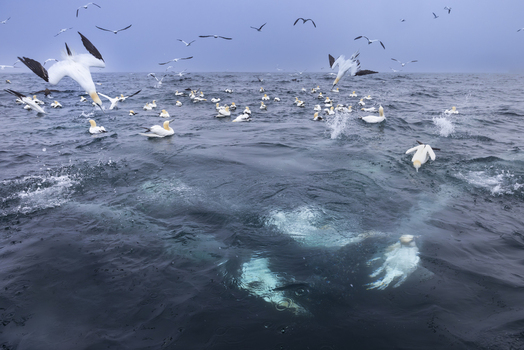 View of Northern Gannets diving into the dark ocean creating splashes with many other birds flying above in the overcast sky in Shetland Scotland United Kingdom. View of Northern Gannets diving into the dark ocean creating splashes with many other birds flying above in the overcast sky in Shetland Scotland United Kingdom.