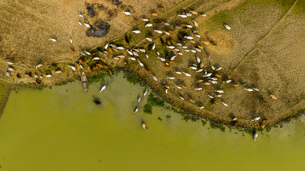 Aerial view of a herd of cattle grazing on the grassy bank of a river with a small wooden boat moored near the shore in Chapai Nawabganj Rajshahi Division Bangladesh.