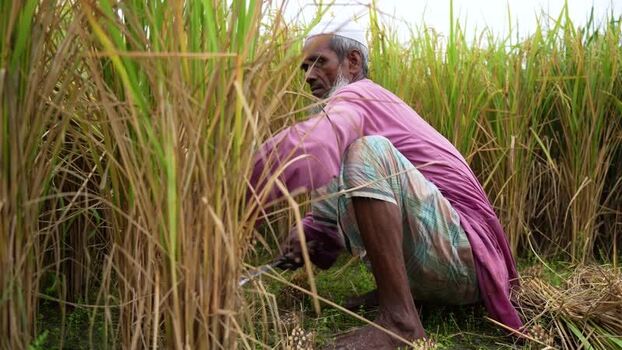 View of a farmer harvesting rice in a field Bangladesh. View of a farmer harvesting rice in a field Bangladesh.