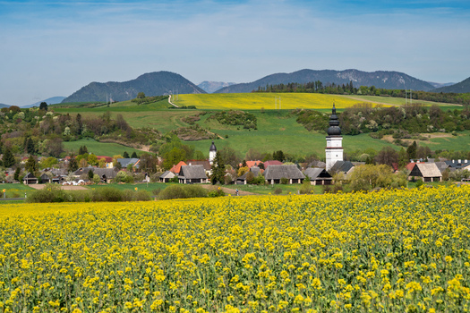 View of the village of Partizanska Lupca with its church tower surrounded by vibrant yellow rapeseed fields and rolling green hills in Partizanska Lupca Zilina Region Slovakia. View of the village of Partizanska Lupca with its church tower surrounded by vibrant yellow rapeseed fields and rolling green hills in Partizanska Lupca Zilina Region Slovakia.