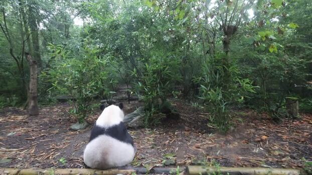 View of a giant panda in the Chengdu Research Base China. View of a giant panda in the Chengdu Research Base China.