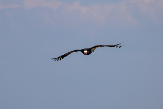 View of a large vulture flying with wings spread wide against a soft blue sky Selestat Grand Est France.
