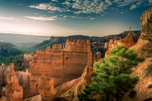 View of Bryce Canyon National Park with iconic orange hoodoos dramatic rock formations and a pine tree in the foreground under a golden hour sky in Utah United States.