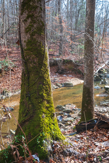 View of vibrant green moss clings to the textured bark of trees beside a gentle stream creating a serene scene of natural beauty Scott s Run Virginia United States. View of vibrant green moss clings to the textured bark of trees beside a gentle stream creating a serene scene of natural beauty Scott s Run Virginia United States.