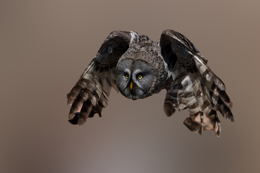 View of a Great Grey Owl in flight with its wings spread and intense yellow eyes against a blurred background Selestat Grand Est France.