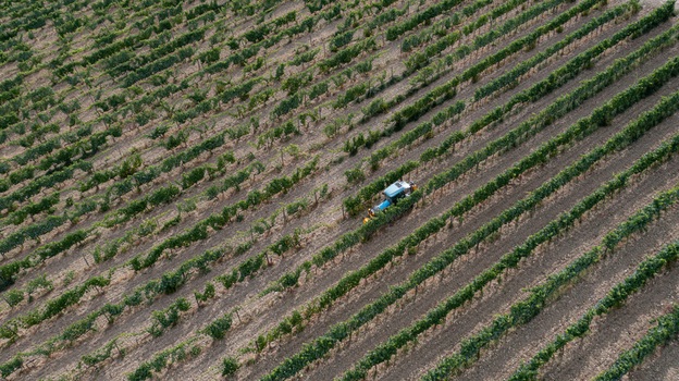 Aerial view of a blue tractor working between rows of lush green vines in a vineyard in Greve in Chianti Tuscany Italy. Aerial view of a blue tractor working between rows of lush green vines in a vineyard in Greve in Chianti Tuscany Italy.