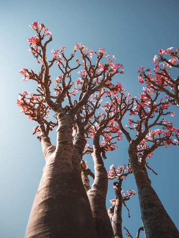 View of a blooming Desert Rose tree with thick succulent trunks and pink flowers against a clear blue sky in Socotra Yemen. View of a blooming Desert Rose tree with thick succulent trunks and pink flowers against a clear blue sky in Socotra Yemen.