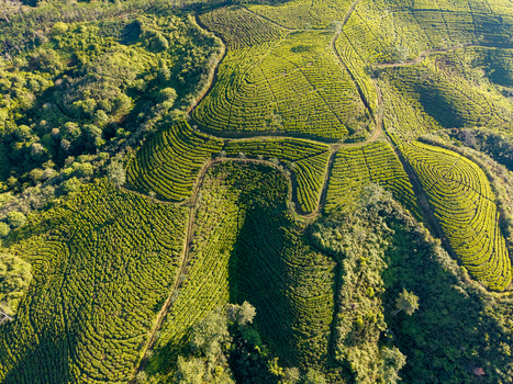 Aerial view of the lush green tea plantations of Kebun Teh Kertowono Gucialit Lumajang with rolling hills and winding paths in Kecamatan Gucialit Jawa Timur Indonesia. Aerial view of the lush green tea plantations of Kebun Teh Kertowono Gucialit Lumajang with rolling hills and winding paths in Kecamatan Gucialit Jawa Timur Indonesia.