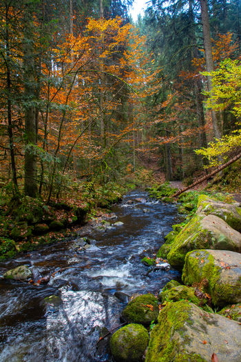 View of a stream flowing through the Ravennaschlucht gorge with mossy rocks and colorful autumn trees in Breitnau Baden Wurttemberg Germany. View of a stream flowing through the Ravennaschlucht gorge with mossy rocks and colorful autumn trees in Breitnau Baden Wurttemberg Germany.