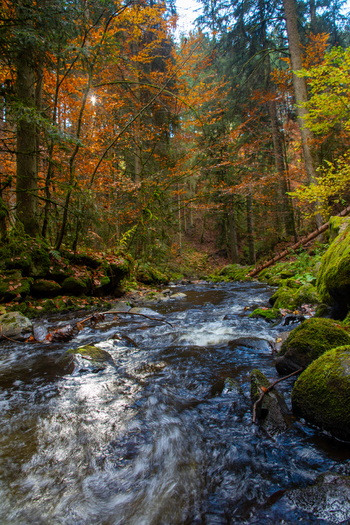 View of the flowing stream in Ravennaschlucht with mossy rocks and vibrant autumn foliage in the dense forest Breitnau Baden Wurttemberg Germany. View of the flowing stream in Ravennaschlucht with mossy rocks and vibrant autumn foliage in the dense forest Breitnau Baden Wurttemberg Germany.